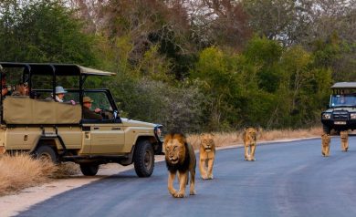 Parque Nacional Kruger, o melhor safári que existe