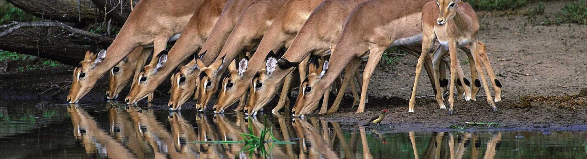 Safari na África: aventuras selvagens