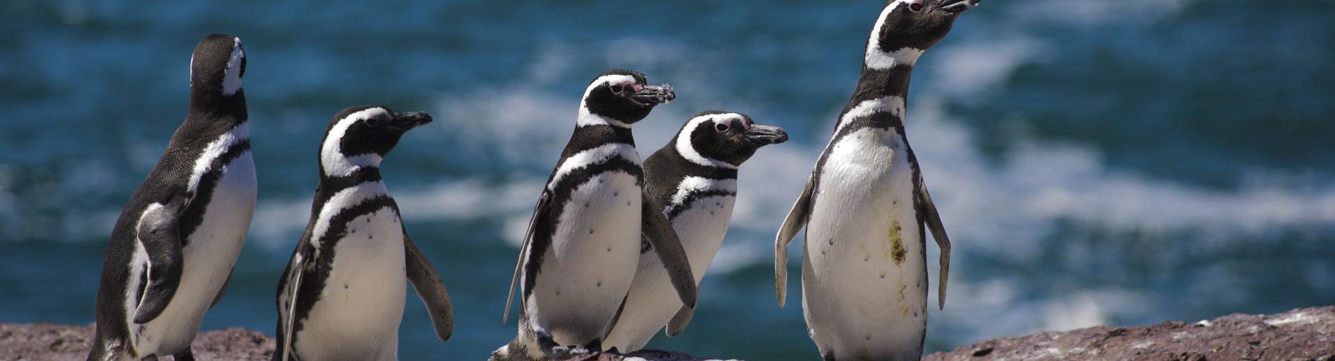 Fauna da Patagônia: muita vida nessa região inóspita