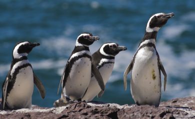 Fauna da Patagônia: muita vida nessa região inóspita