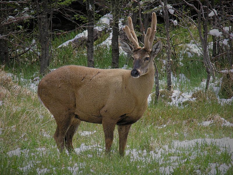 O huemul vive bem nessa região e pertence à fauna da Patagônia