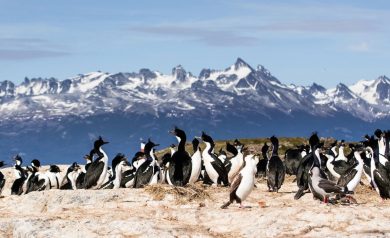 onde fica a península Valdéz? Um lugar fantástico na Patagônia