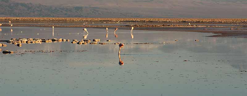 O deserto de atacama é incrível e cheio de vida