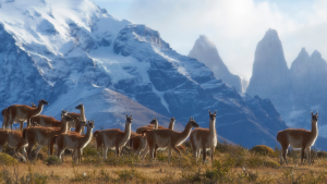 Patagônia Primavera