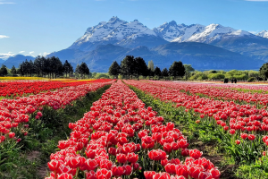 Tulipas Bariloche